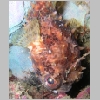 porcupine-P1010176.html