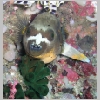 puffer-P1010054.html