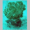 seahorse-P1010089.html