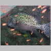 sweetlips-P1010106.html