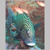 sweetlips-P1010112.html