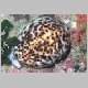 conch-WP1010070.html