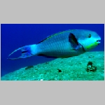 parrotfish-P1010101.html